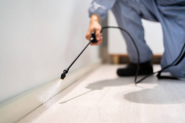 Certified termite inspector examining foundation in South Waverly