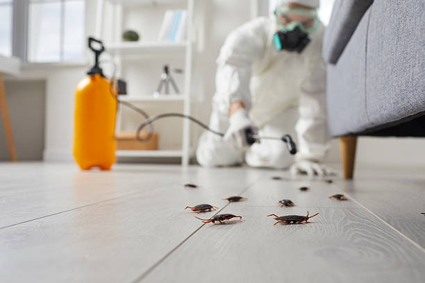 Commercial Rodent Management in South Waverly